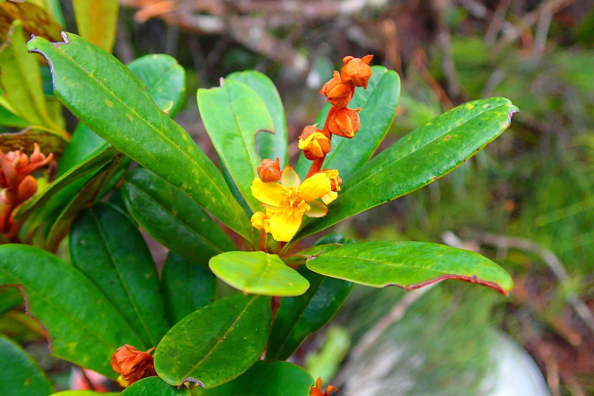 Hibbertia emarginata flower