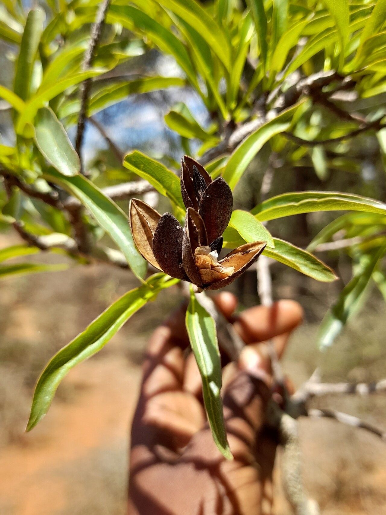 Hymenodictyon decaryi fruit