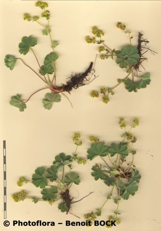 Alchemilla colorata other