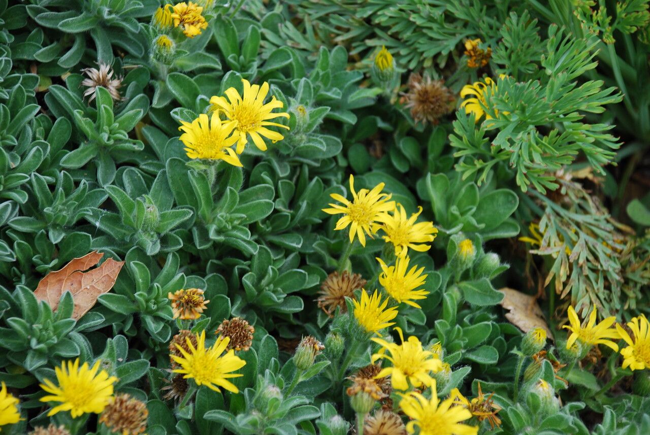 Heterotheca sessiliflora flower