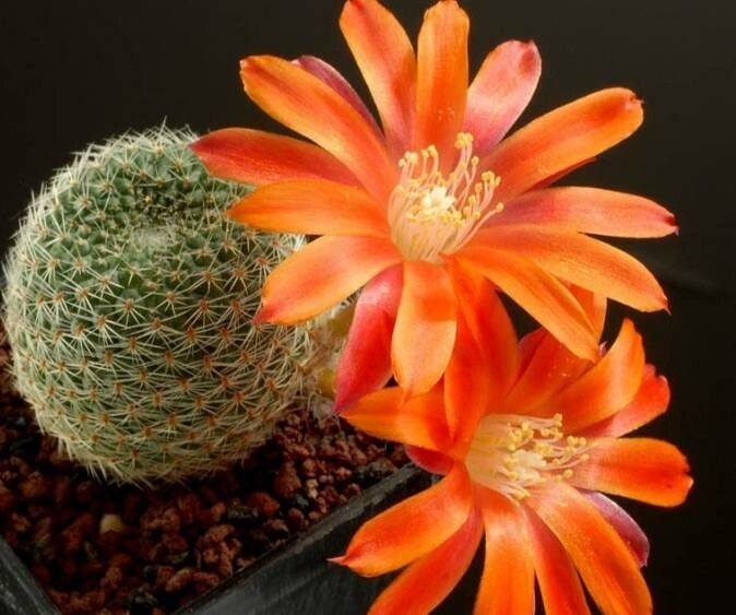 Aylostera heliosa flower