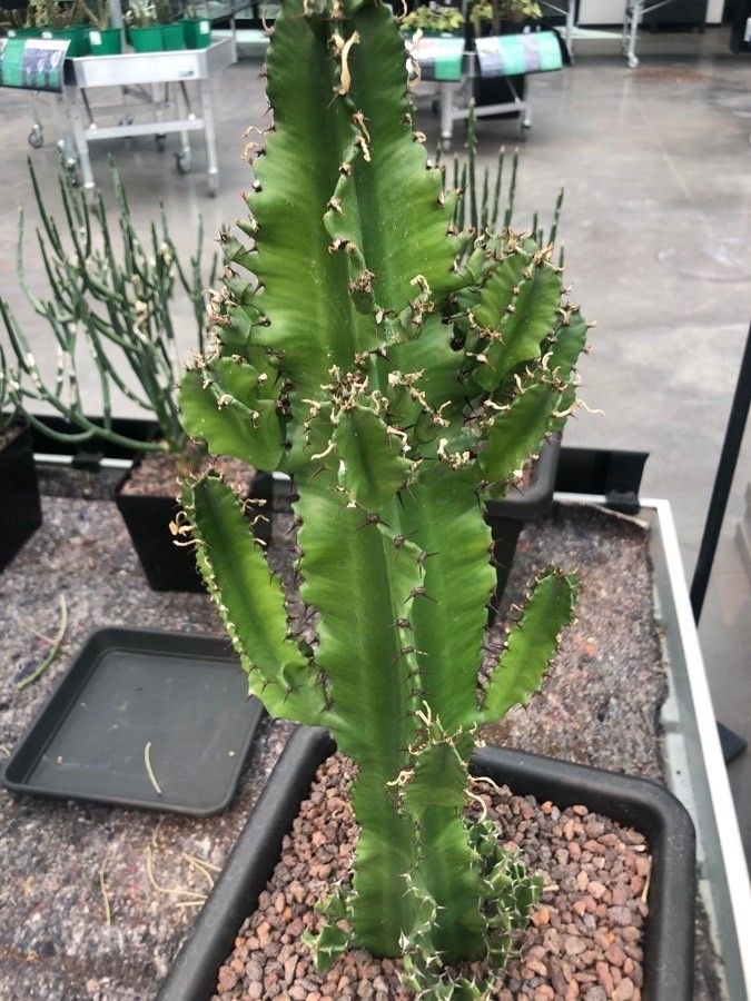 Euphorbia ingens leaf