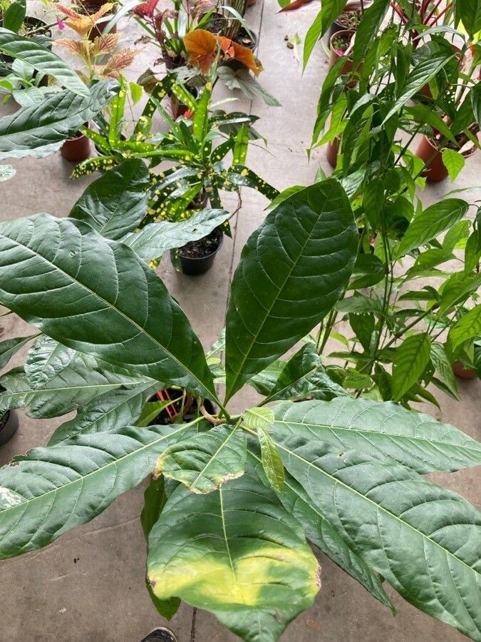 Lophanthera lactescens leaf