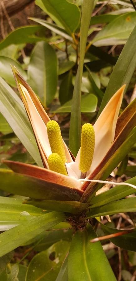 Freycinetia arborea flower