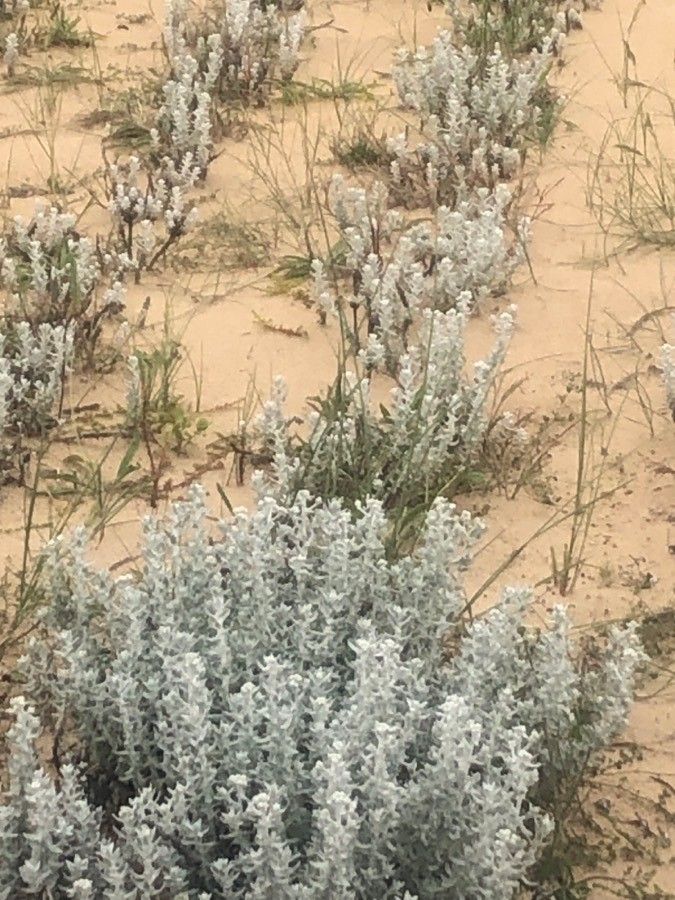 Otanthus maritimus habit