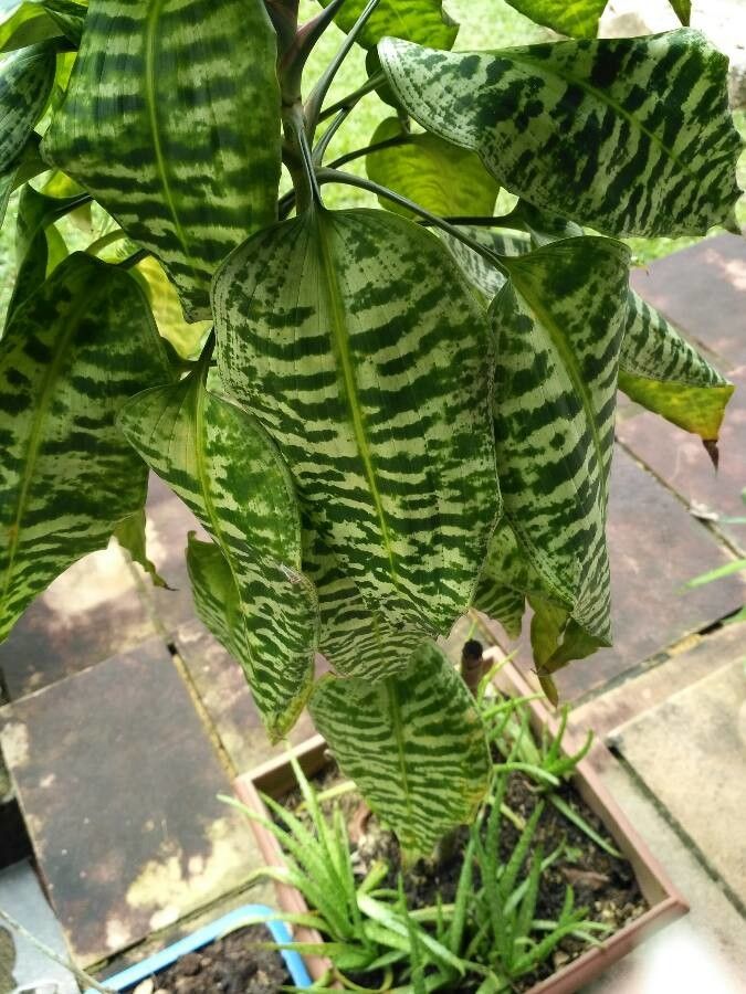 Dracaena goldieana leaf