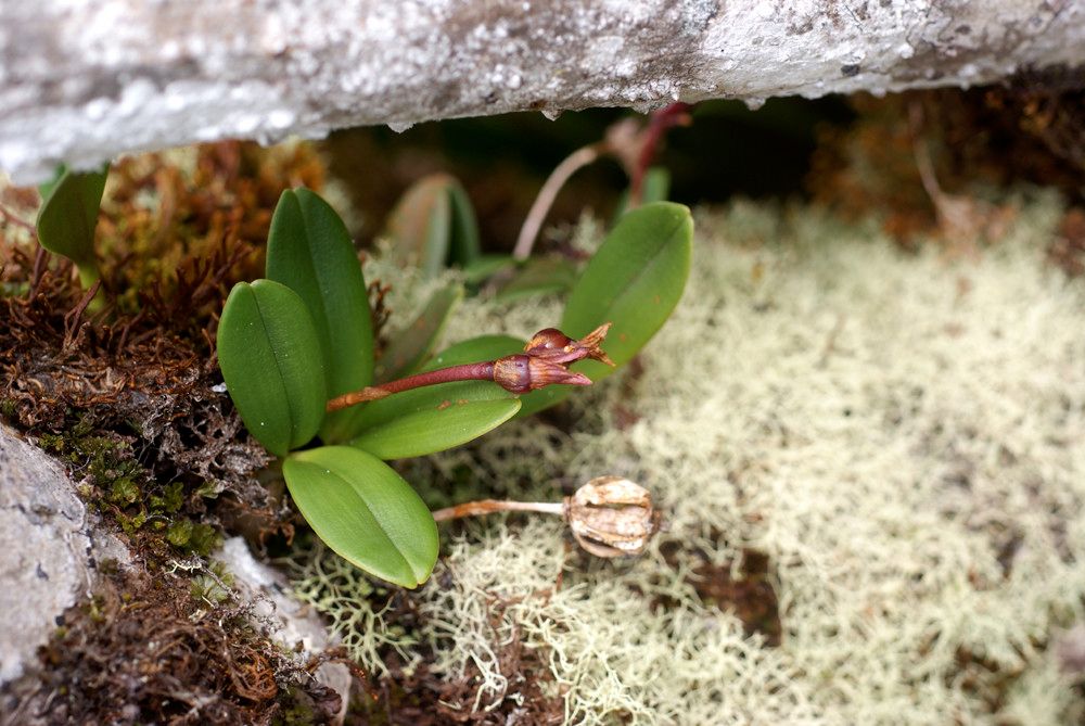 Bulbophyllum macrocarpum habit