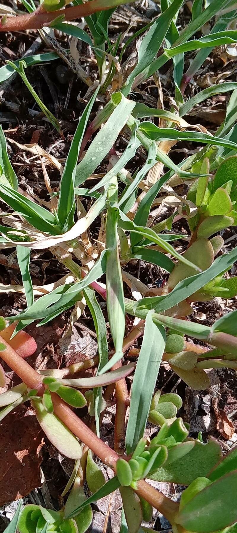 Tragus racemosus — houseplant care guide