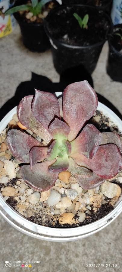 Echeveria amphoralis — search result for 'Echeveria'