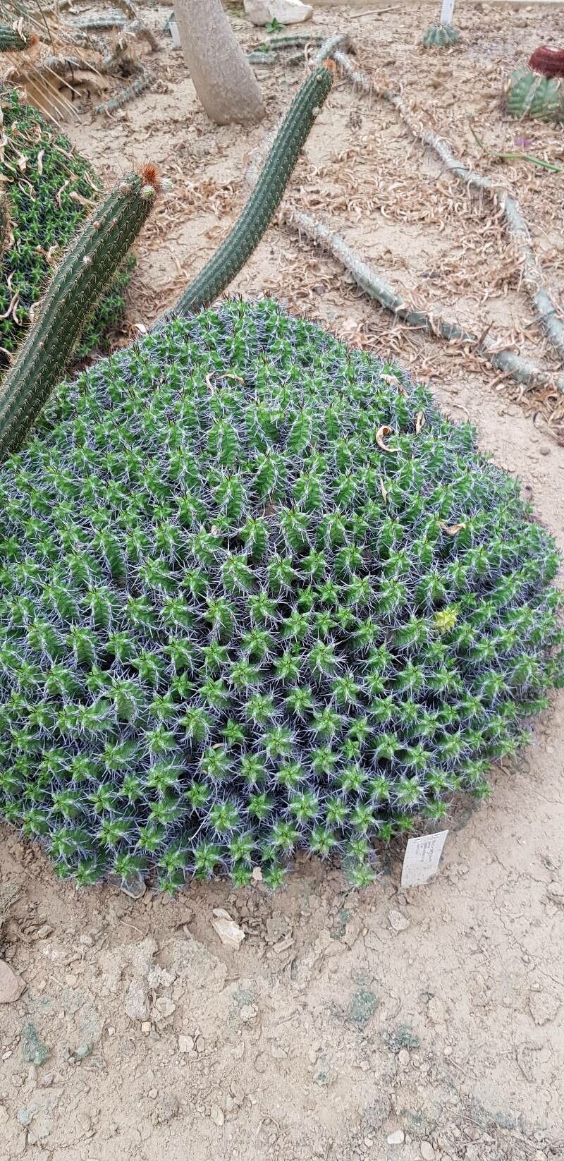 Euphorbia mitriformis habit