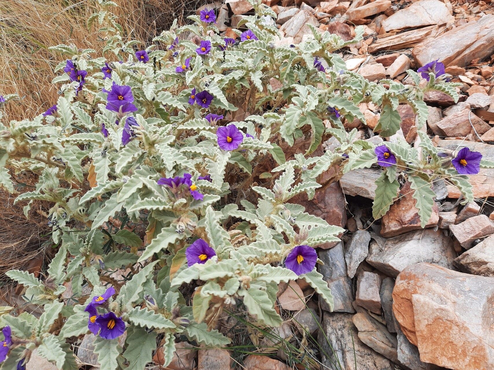 Solanum pallidifolium — houseplant care guide
