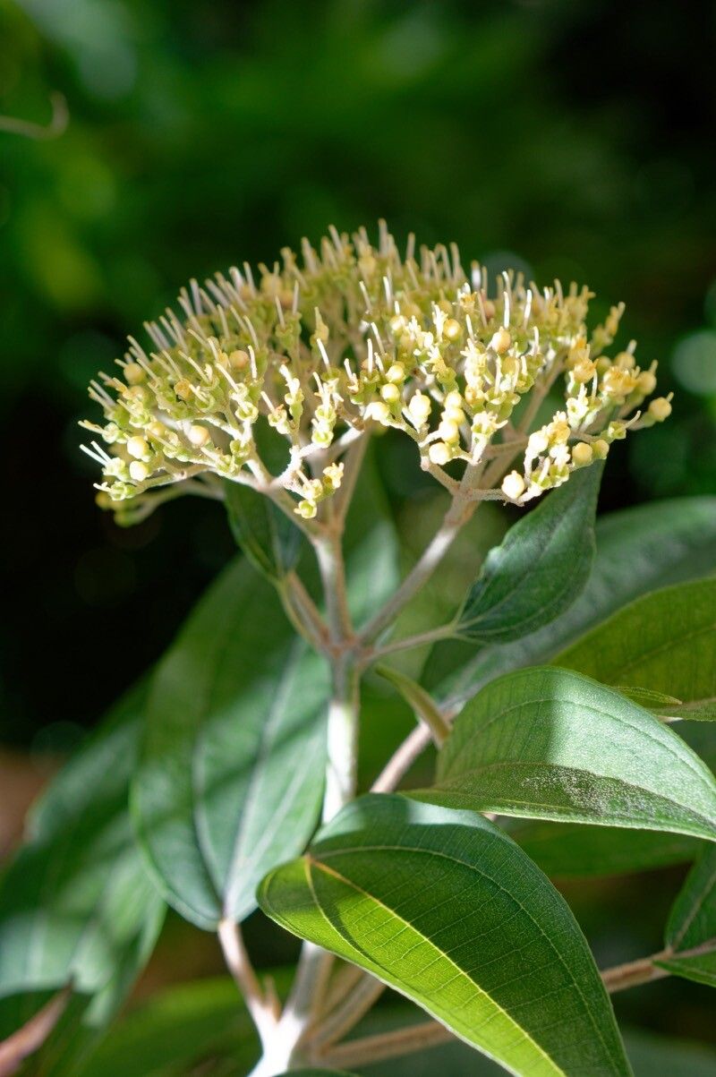 Miconia christophoriana flower