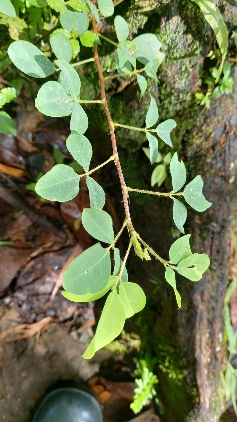 Desmodium adscendens