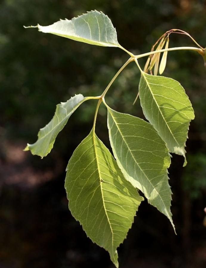 Fraxinus floribunda leaf