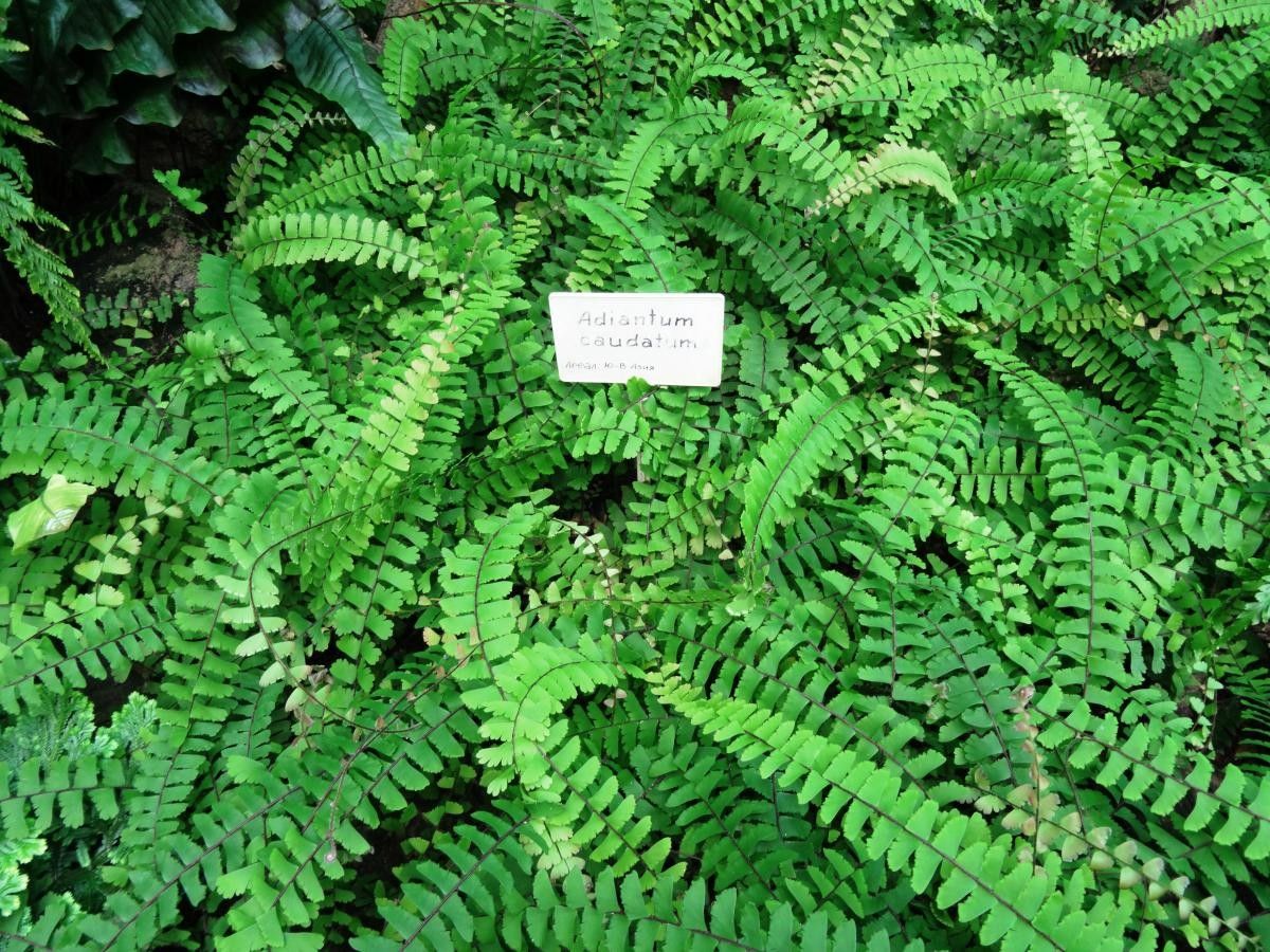 Adiantum caudatum leaf