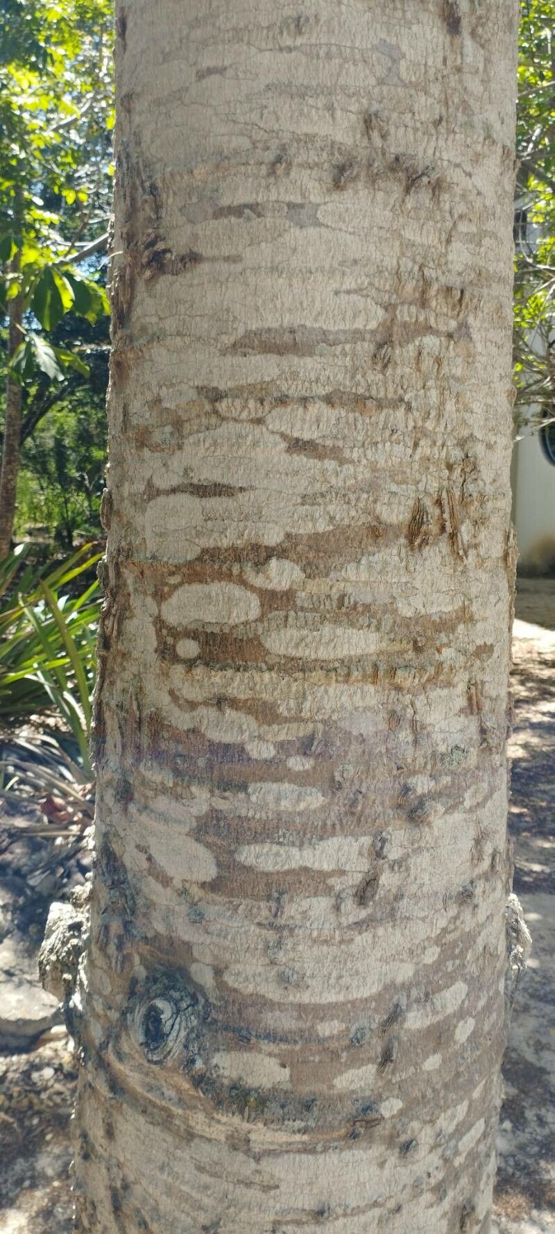 Cavanillesia umbellata bark