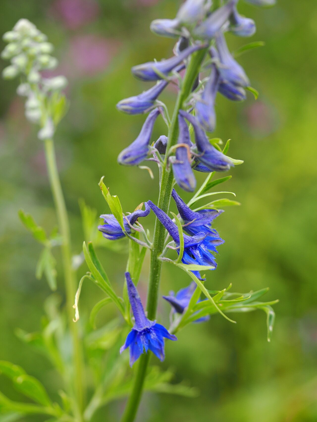 Delphinium schmalhausenii habit