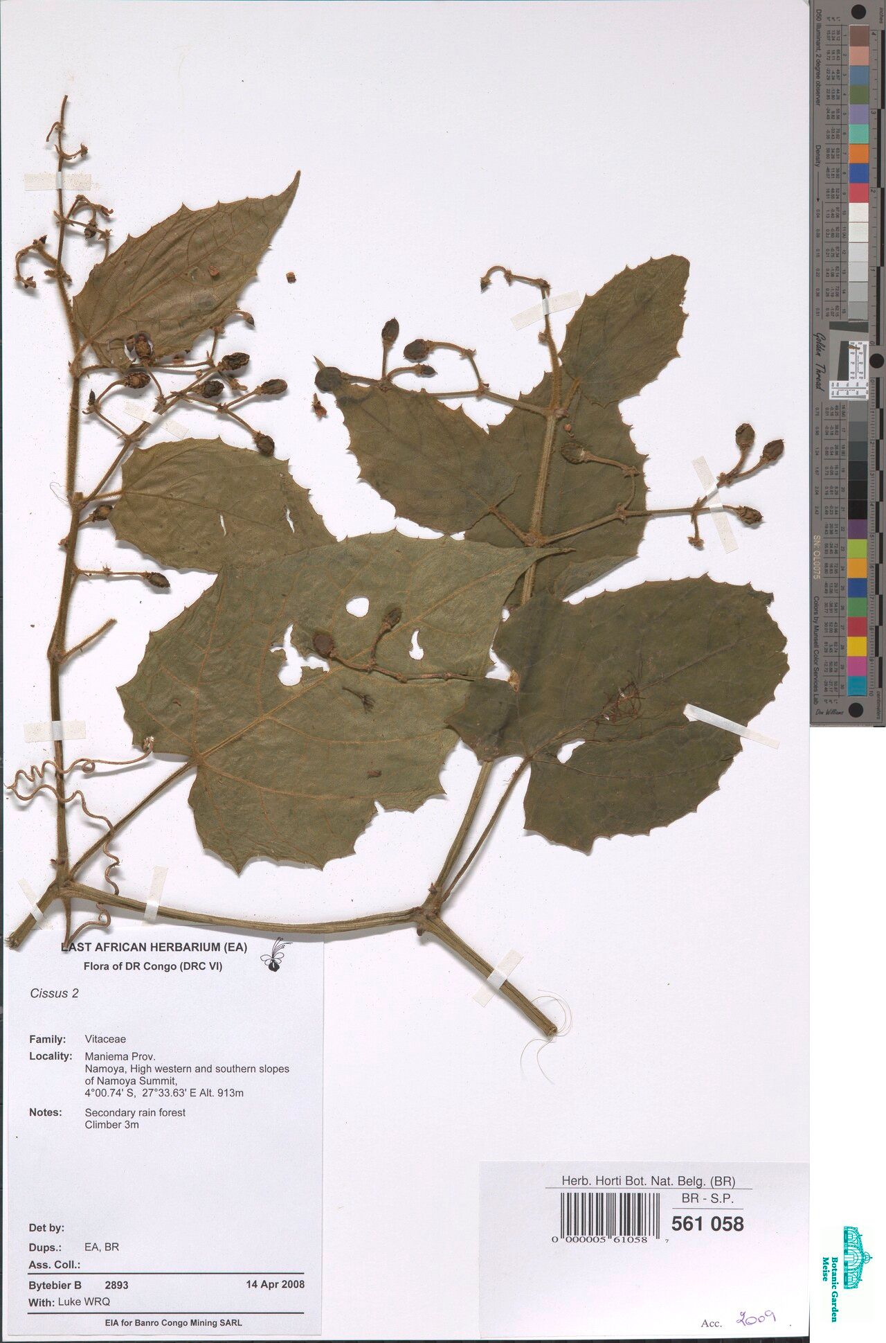 Cissus pynaertii — houseplant care guide