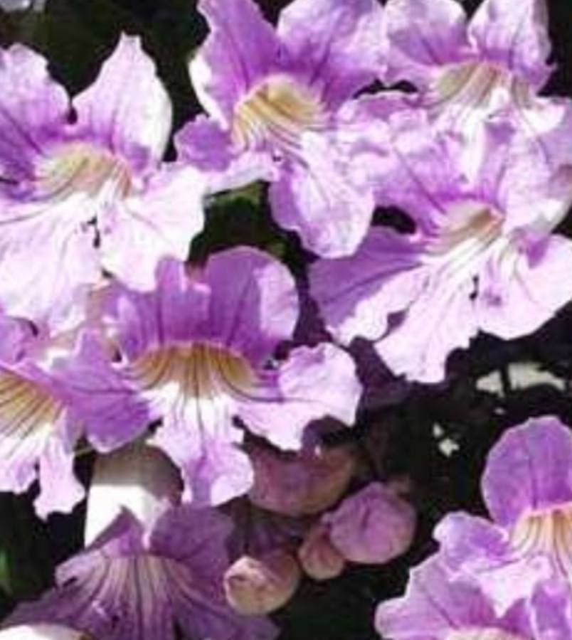 Bignonia callistegioides flower