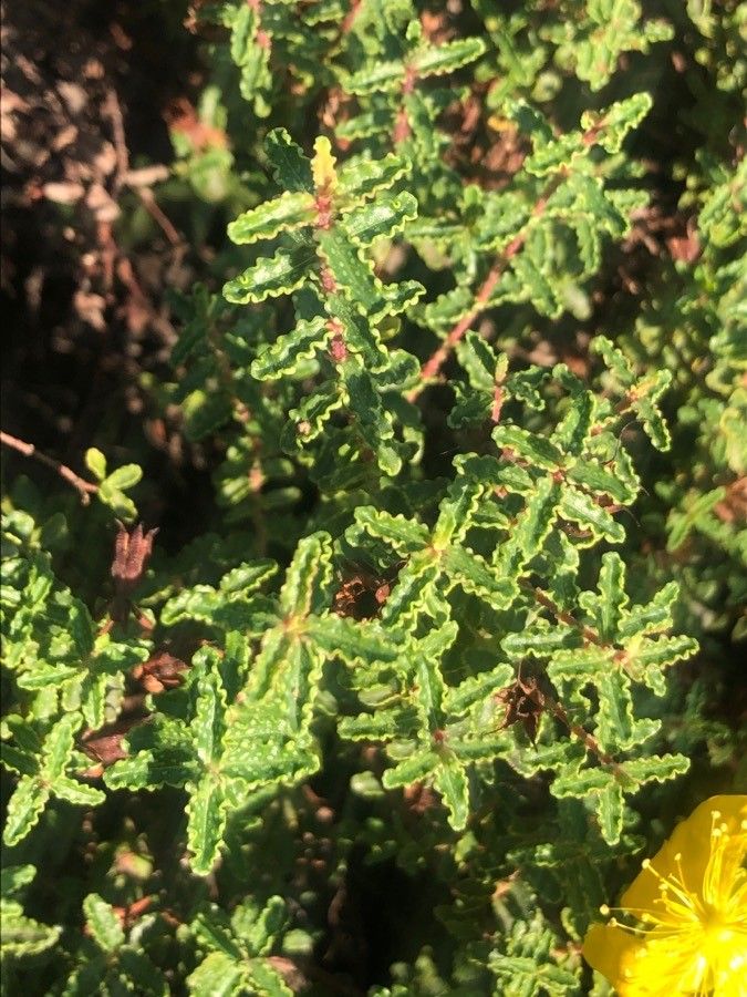 Hypericum balearicum — search result for 'Hypericum'