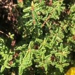 Hypericum balearicum