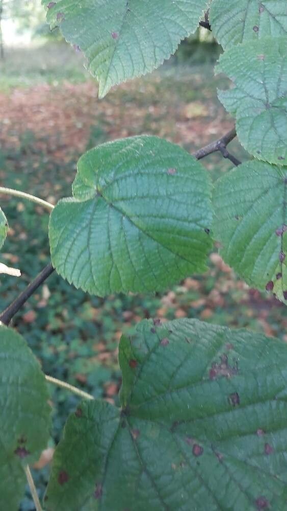 Tilia × flaccida leaf