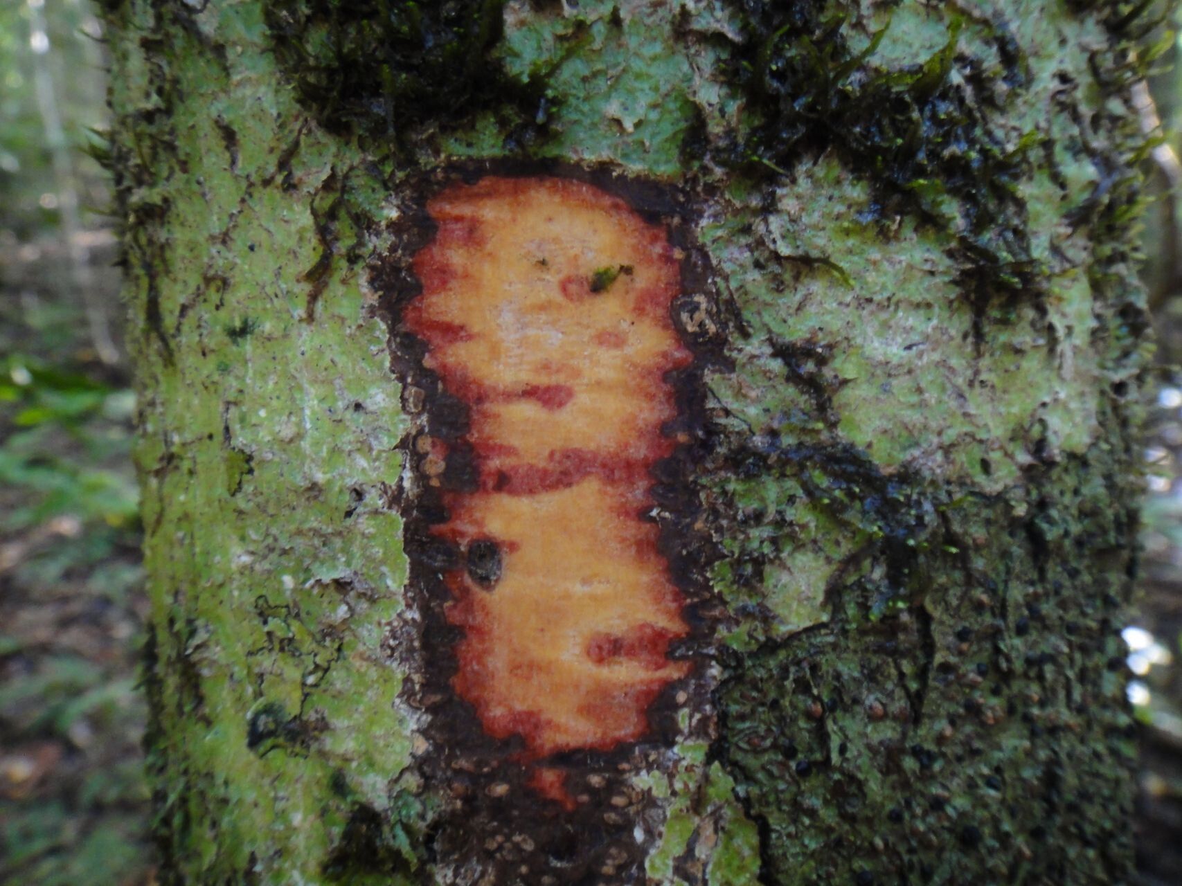 Virotia leptophylla bark