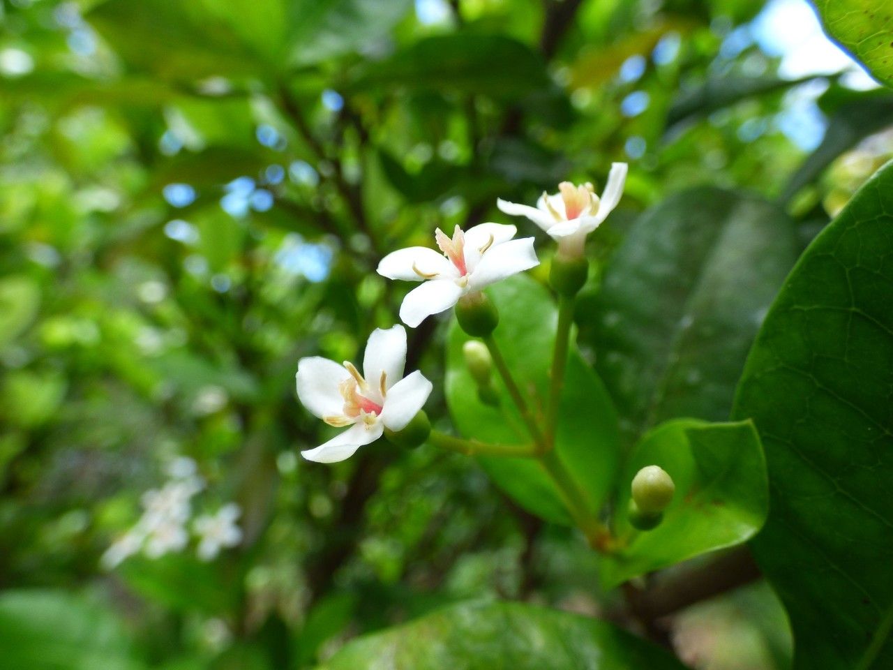 Pyrostria commersonii flower