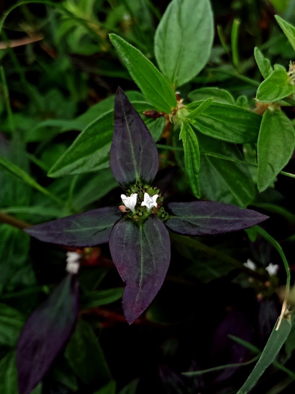 Borreria remota flower