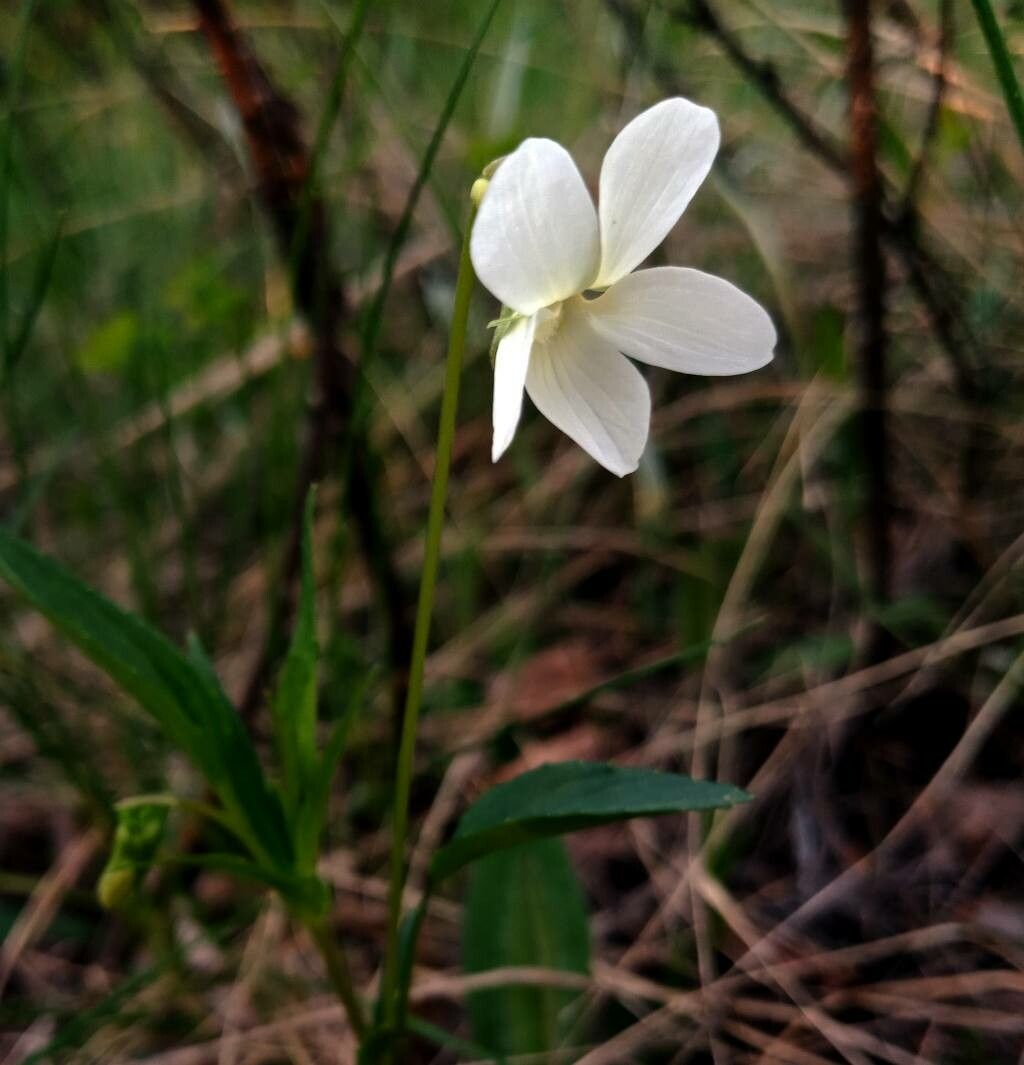 Viola lanceolata flower