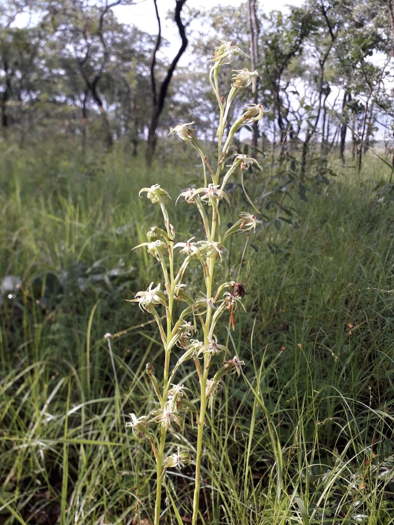 Habenaria retinervis habit