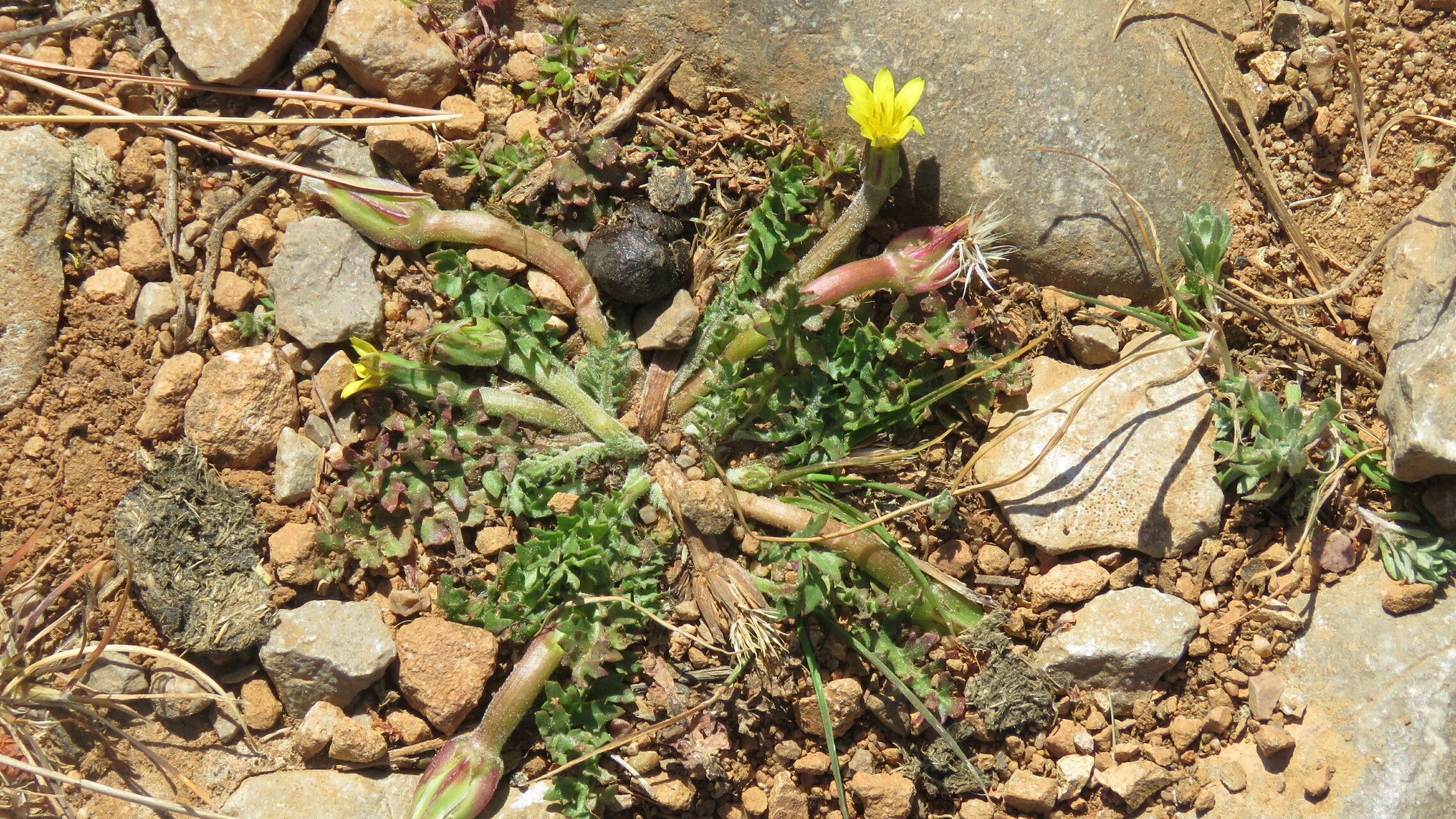 Hyoseris scabra leaf
