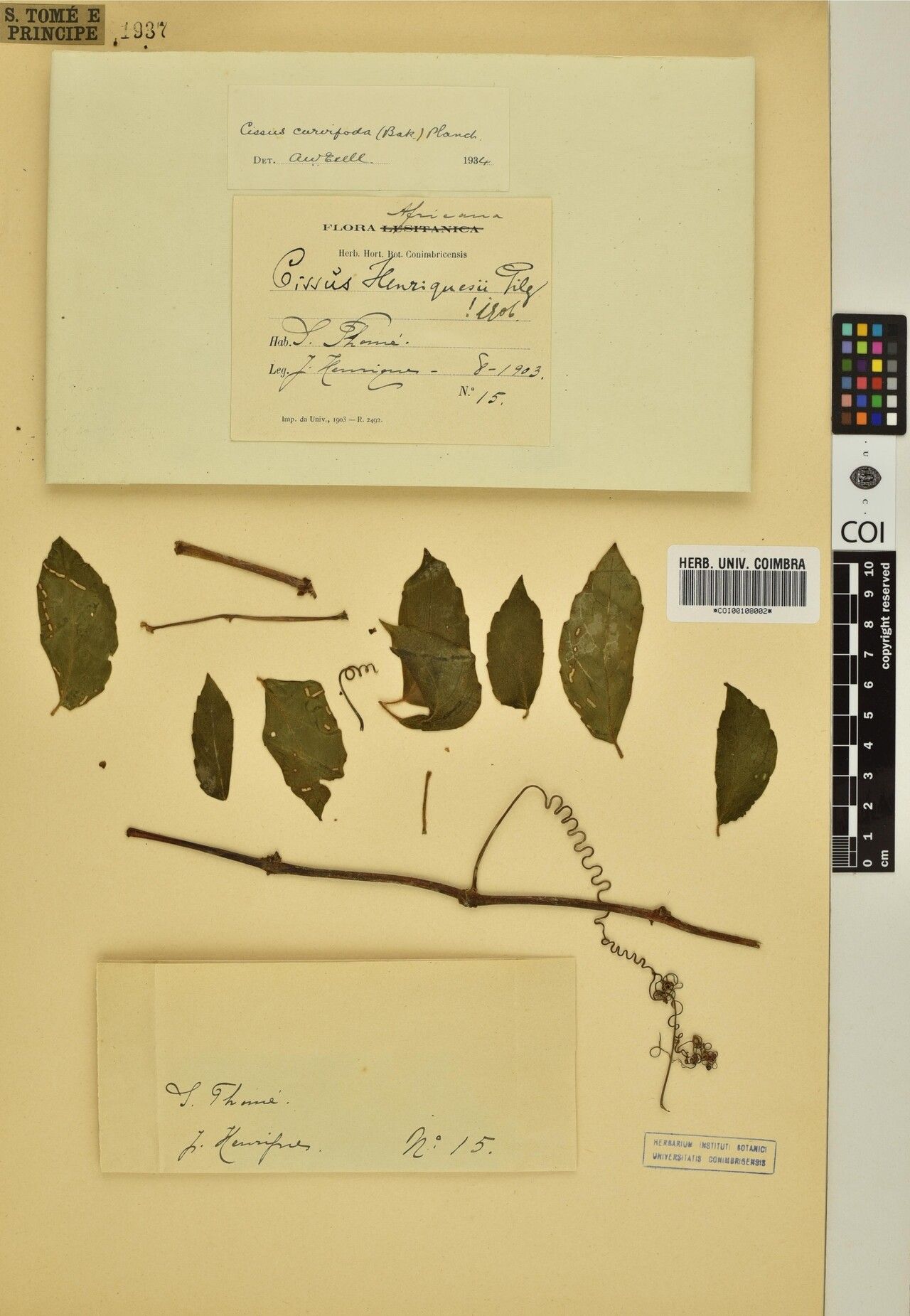 Cyphostemma curvipodum — houseplant care guide