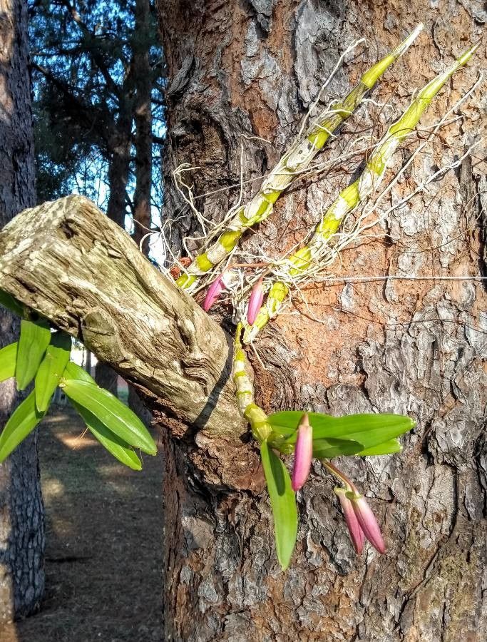 Dendrobium parishii flower