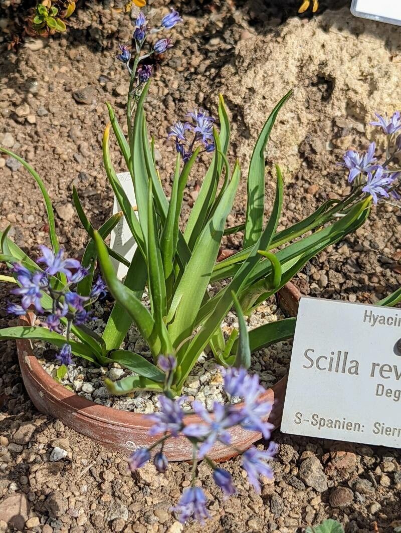 Hyacinthoides reverchonii — search result for 'Hyacinthoides'