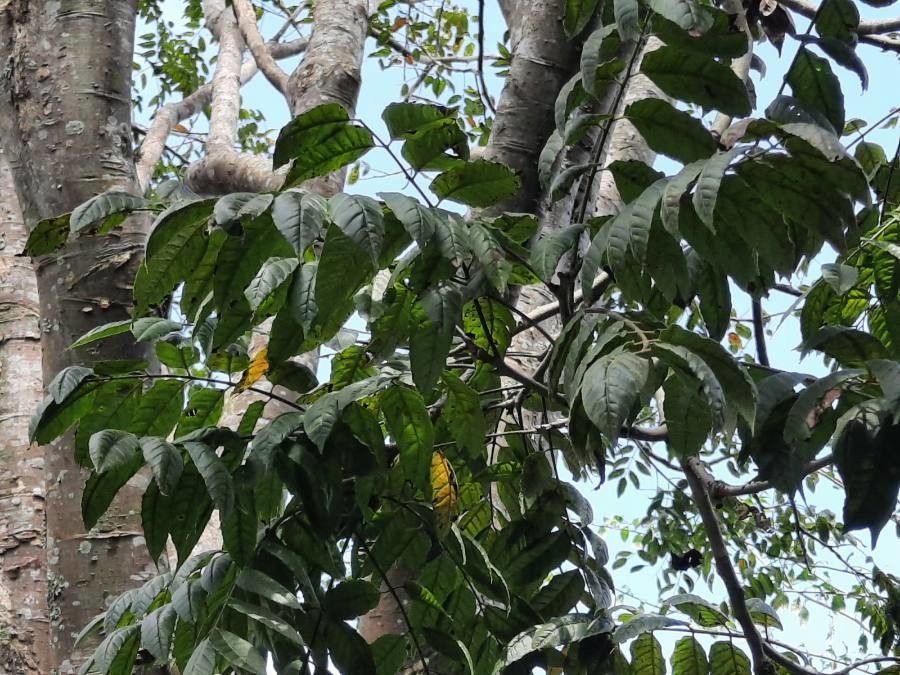 Astronium graveolens leaf