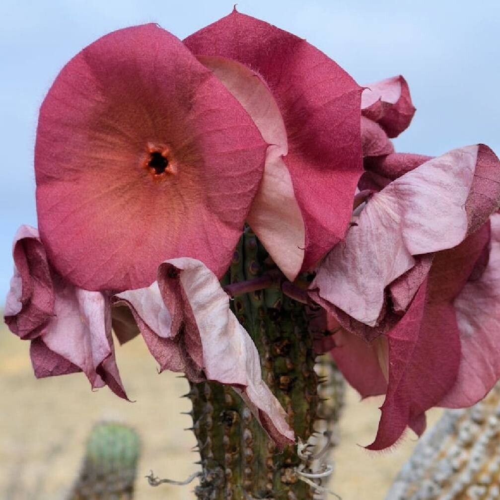 Hoodia currorii flower