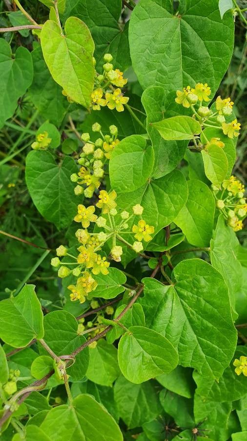 Cynanchum insipidum flower