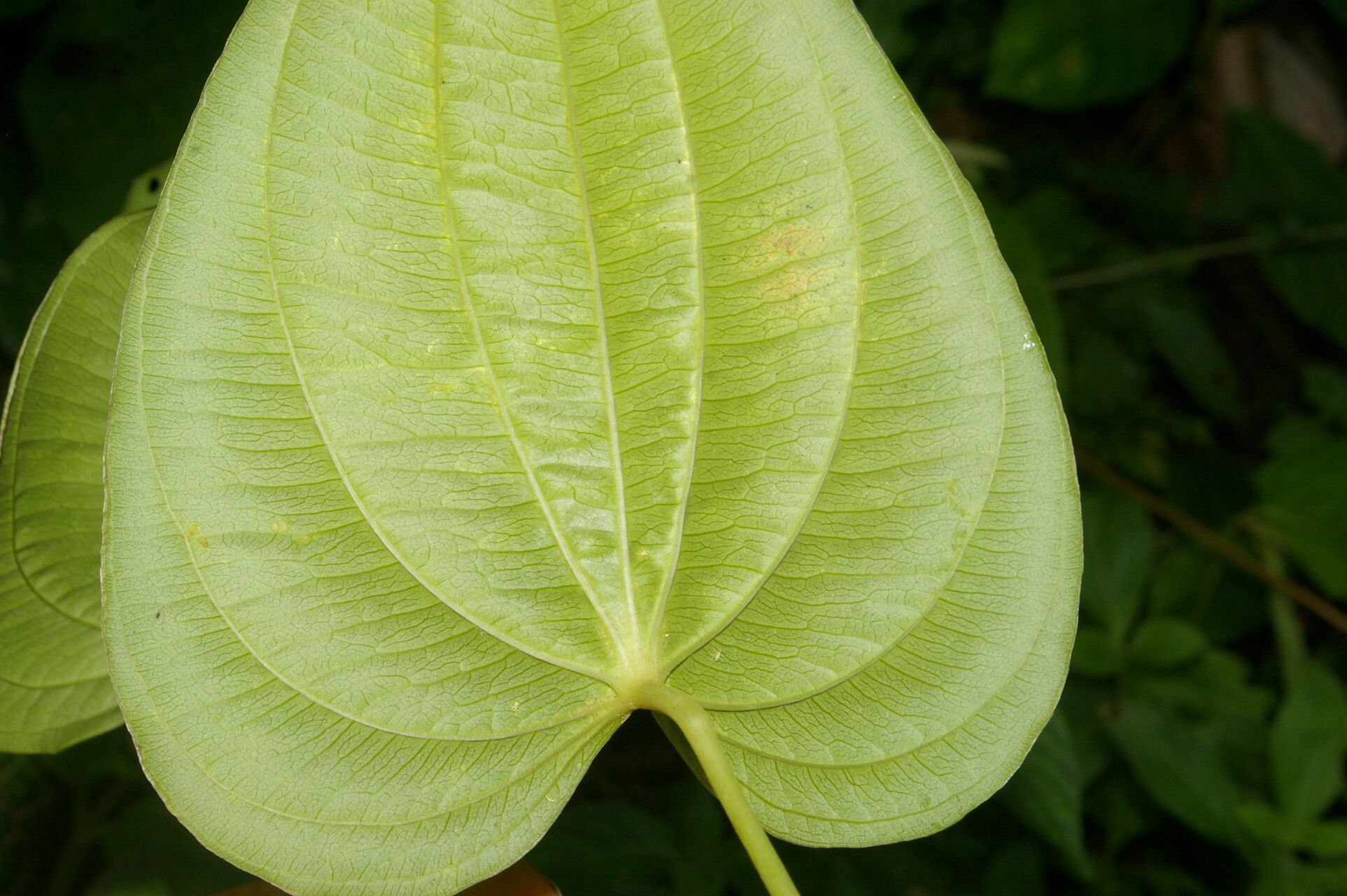 Dioscorea standleyi — houseplant care guide