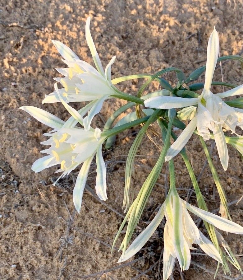 Pancratium sickenbergeri flower