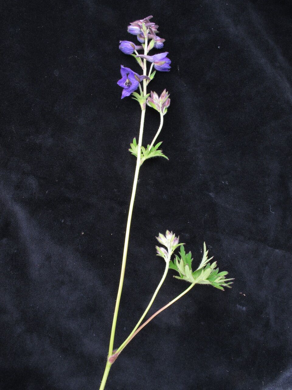 Delphinium vestitum habit