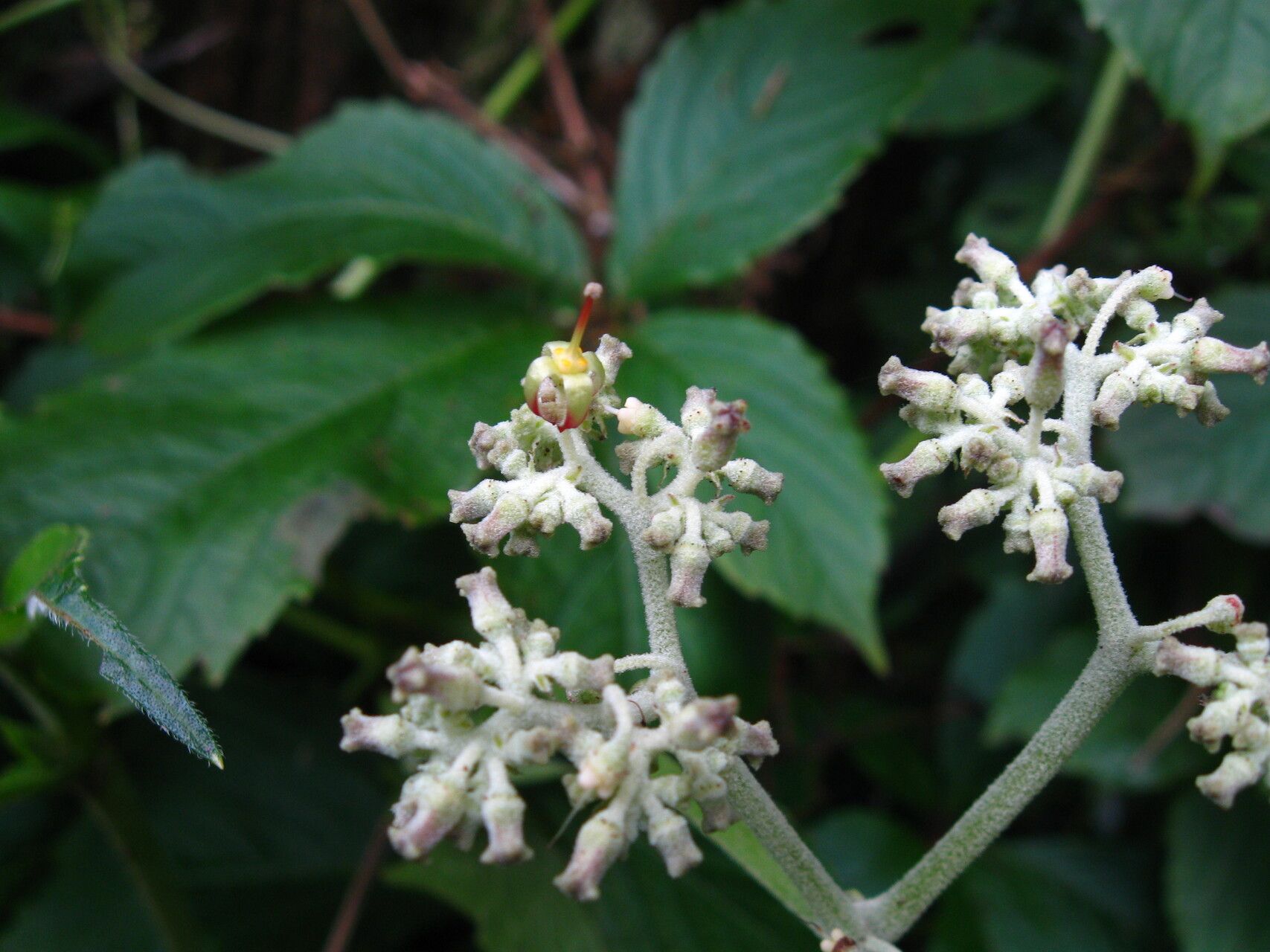 Cyphostemma mannii flower