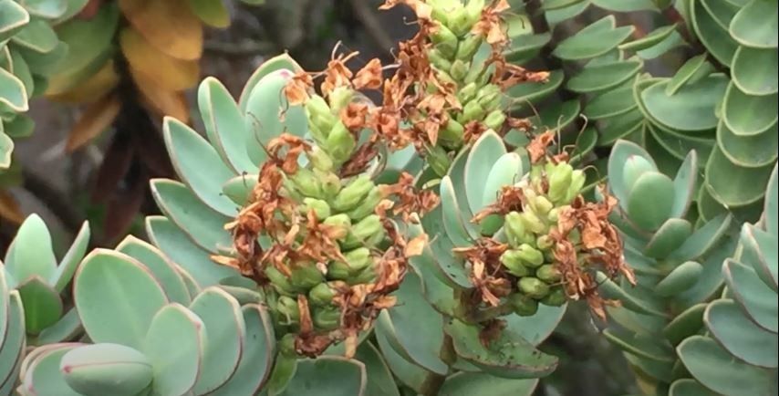 Veronica albicans fruit
