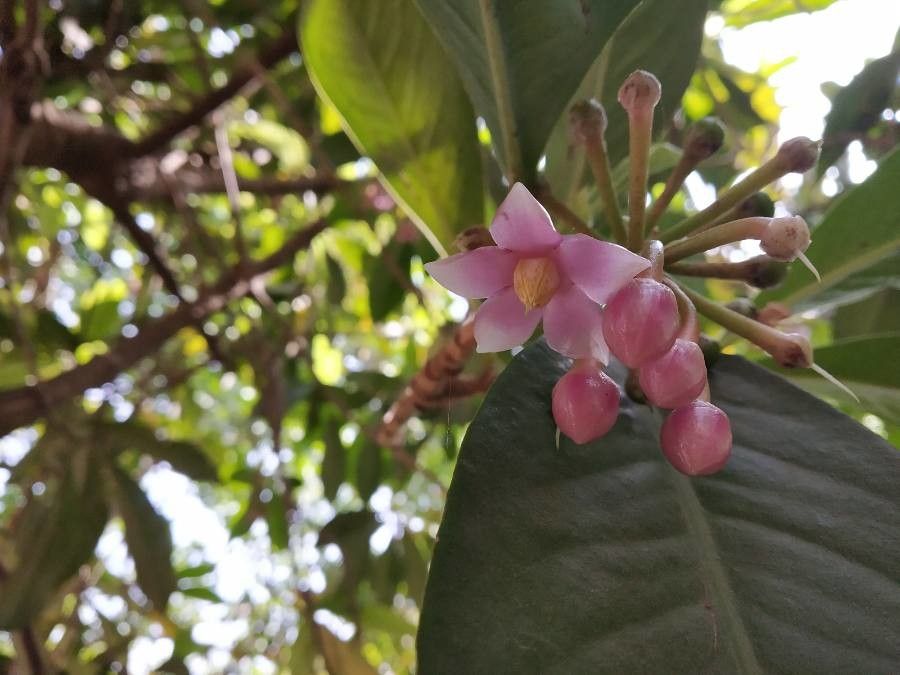 Ardisia solanacea — pet friendly houseplant