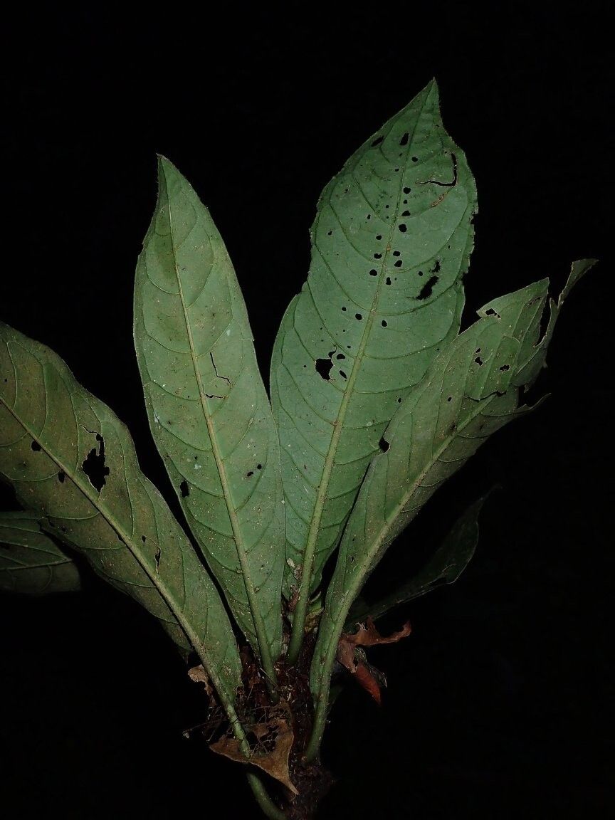 Psychotria blepharocalyx — houseplant care guide