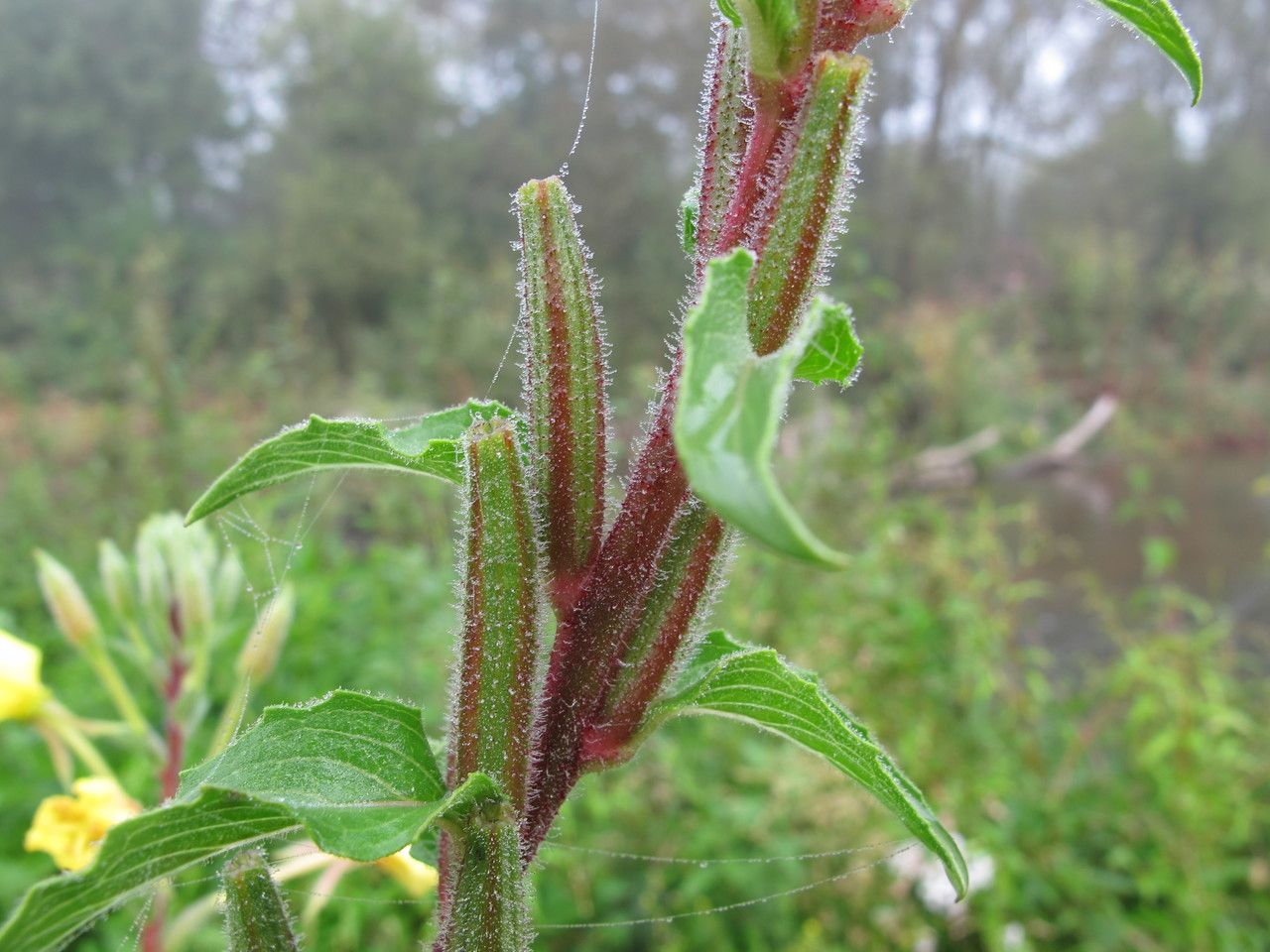 Oenothera ersteinensis bark