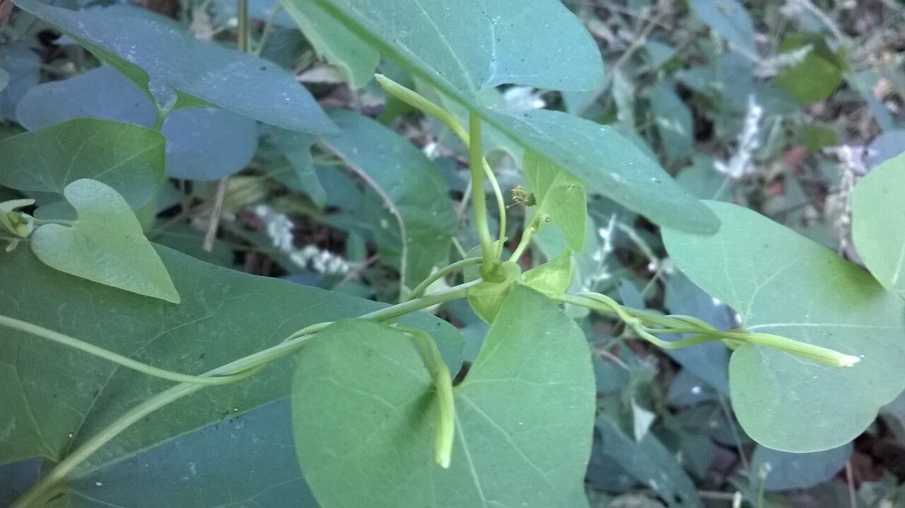 Aristolochia anguicida leaf