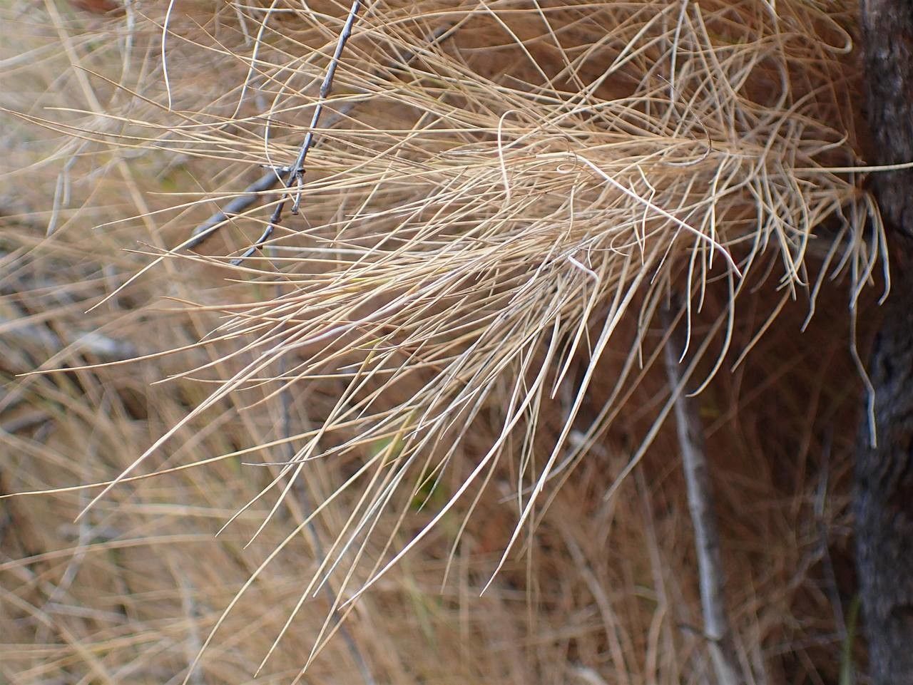 Brachypodium retusum fruit