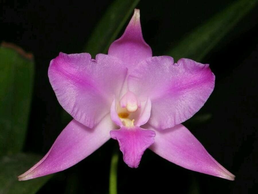 Laelia furfuracea — houseplant care guide