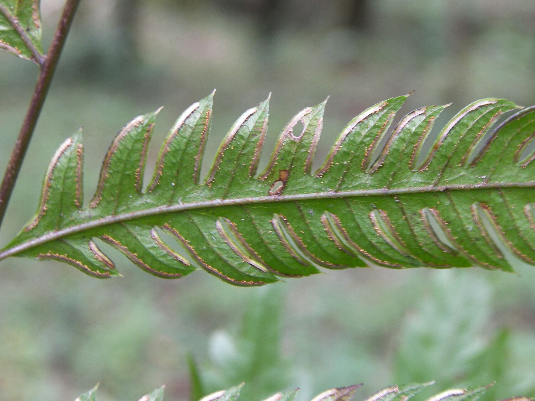 Pteris orizabae — search result for 'Pteris'